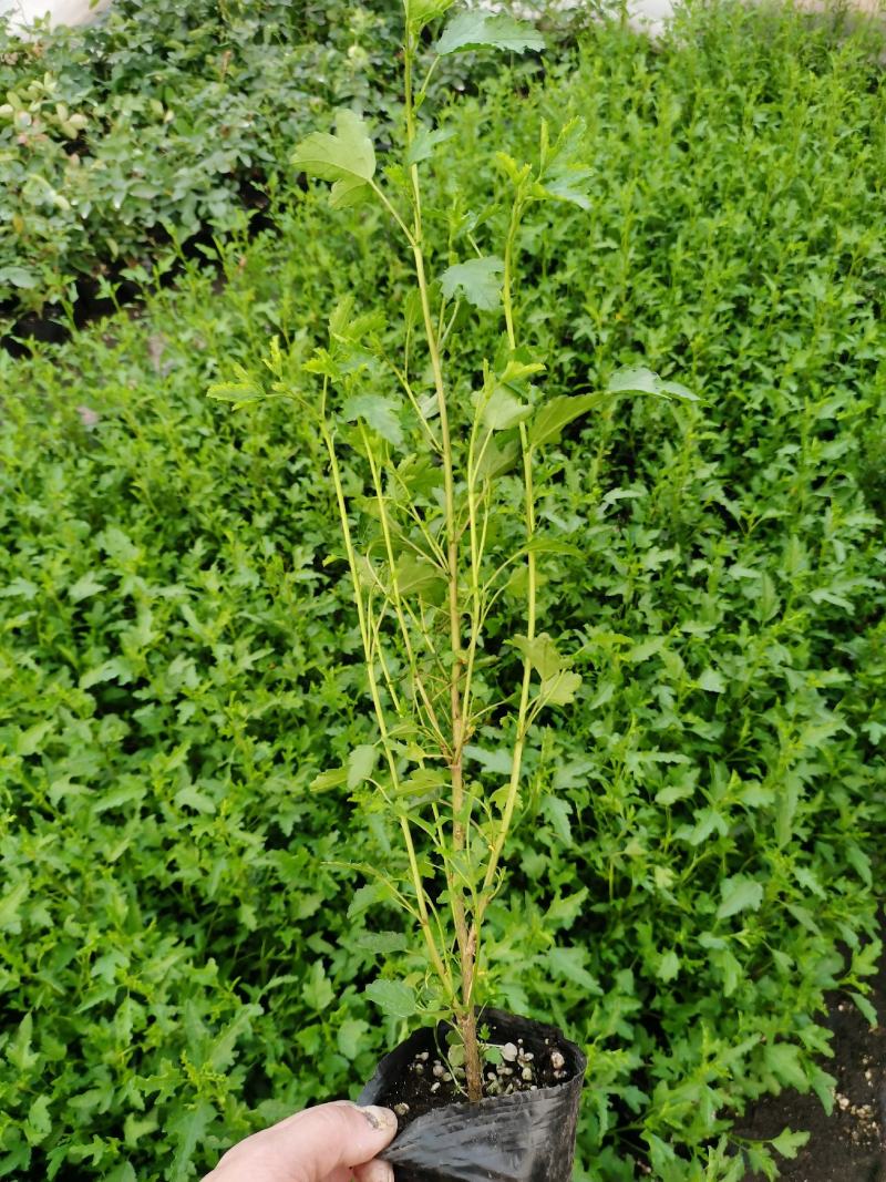 木槿棒棒糖独杆四季开花机器好养庭院阳台绿植