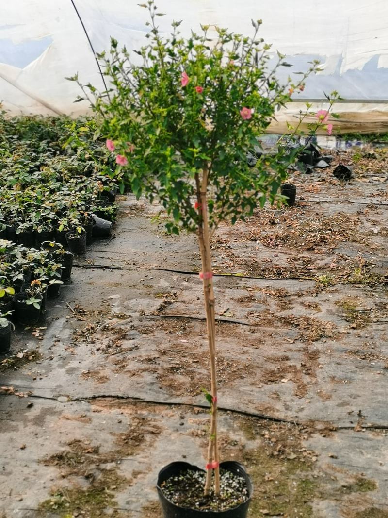 木槿棒棒糖独杆四季开花机器好养庭院阳台绿植