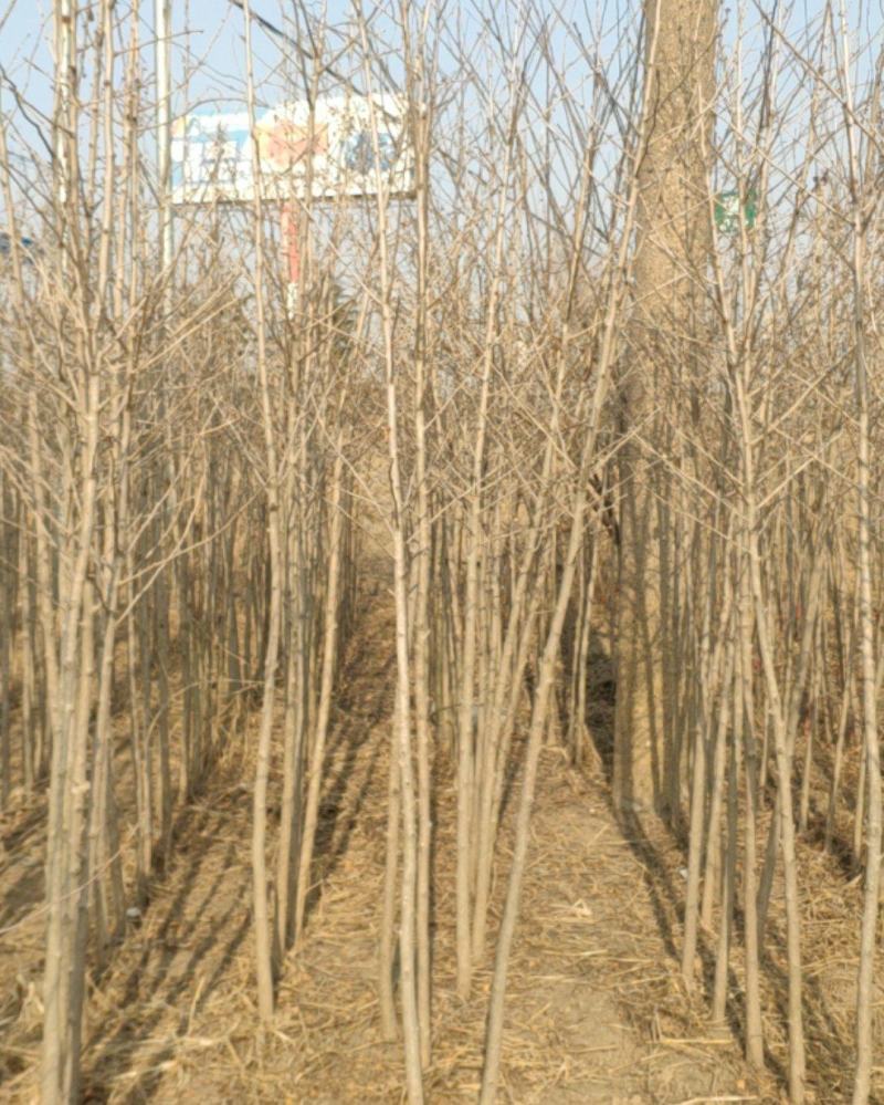 3公分银杏苗，银杏小苗，保证品种纯度，免费技术指导