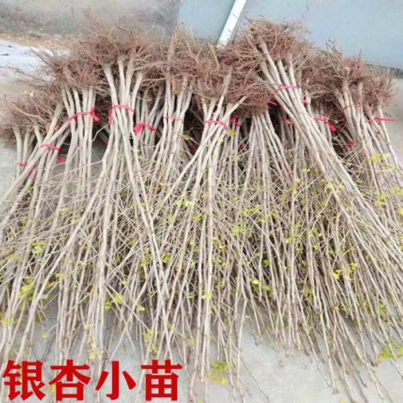 3公分银杏苗，银杏小苗，保证品种纯度，免费技术指导