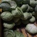 【优选品质】扁包菜现摘现发新鲜本地包菜，农家种植，品质保证