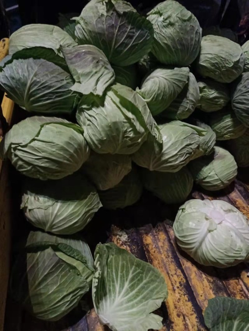 【优选品质】扁包菜现摘现发新鲜本地包菜，农家种植，品质保证