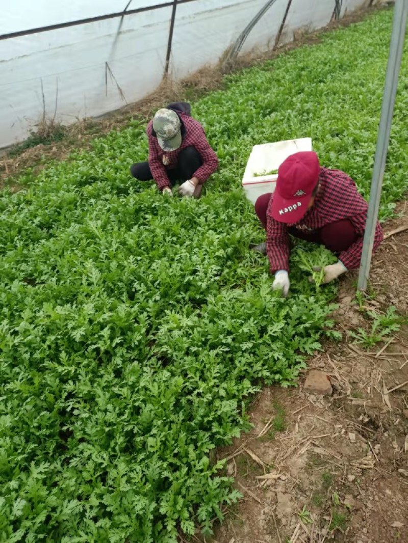 精品茼蒿，货源充足脆嫩爽口，产地实拍，上车价新鲜直达