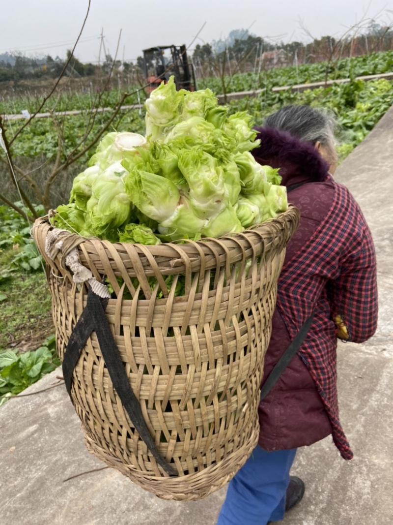 重庆儿菜