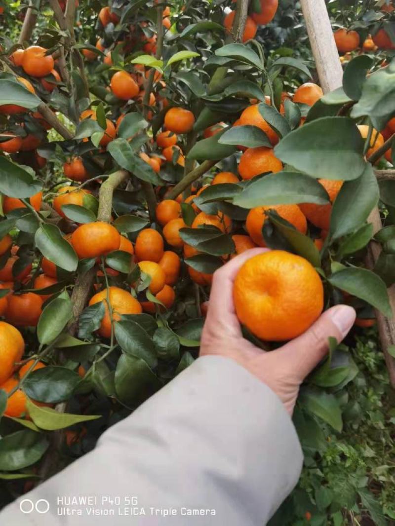 代售，有看上的老板请联系一共三十万斤价格便宜