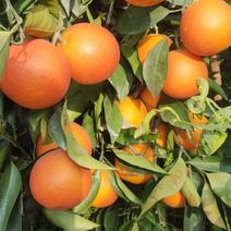 四川塔罗科血橙，血红的果面，鲜红的果肉，好吃又营养！