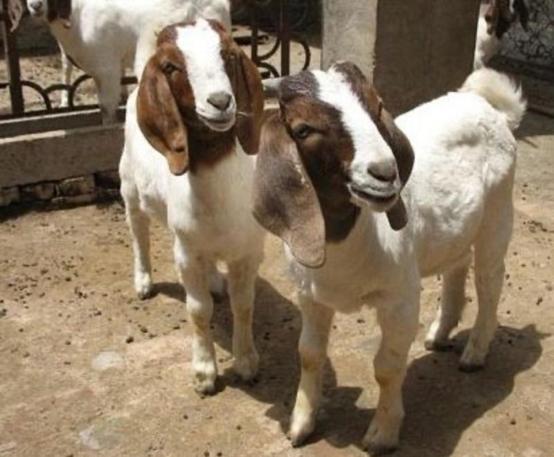 波尔山羊小羊羔怀孕母羊种公羊基地直发全国发货
