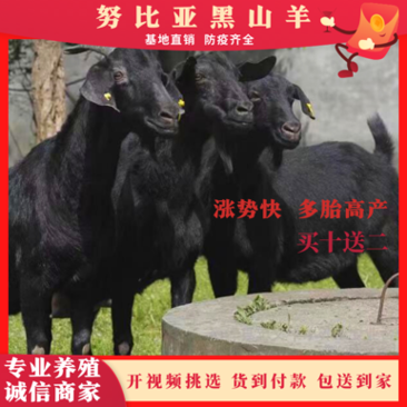 活羊纯种黑山羊肉羊出售小羊羔成年羊种公羊分期付款包邮