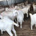 美国纯种大白羊肉羊苗种公羊小羊羔包邮包成活