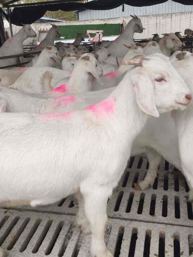 美国纯种大白羊肉羊苗种公羊小羊羔包邮包成活