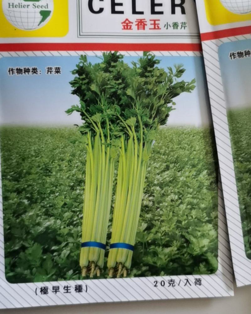 金香玉小芹菜种子芹菜种子夏季耐热黄心宽厚脆绿四季种植