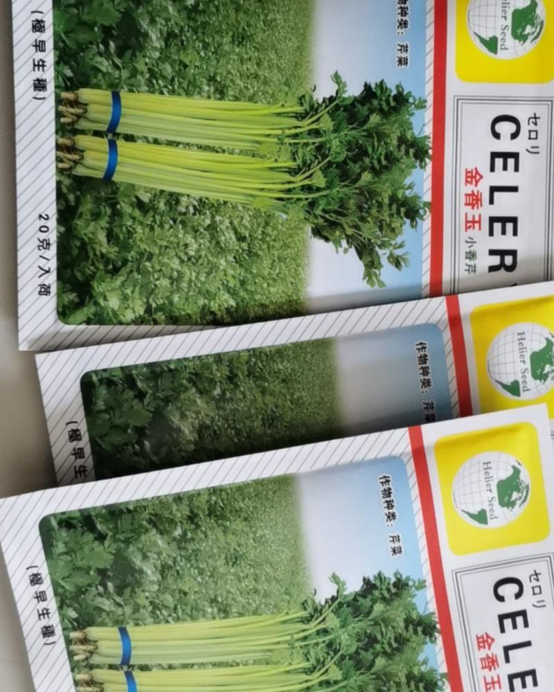 金香玉小芹菜种子芹菜种子夏季耐热黄心宽厚脆绿四季种植
