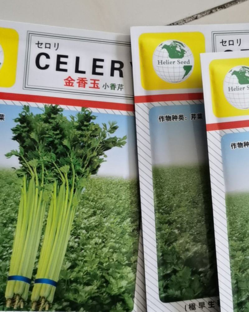 金香玉小芹菜种子芹菜种子夏季耐热黄心宽厚脆绿四季种植