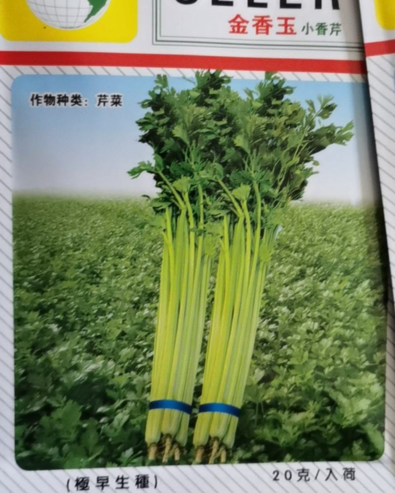 金香玉小芹菜种子芹菜种子夏季耐热黄心宽厚脆绿四季种植