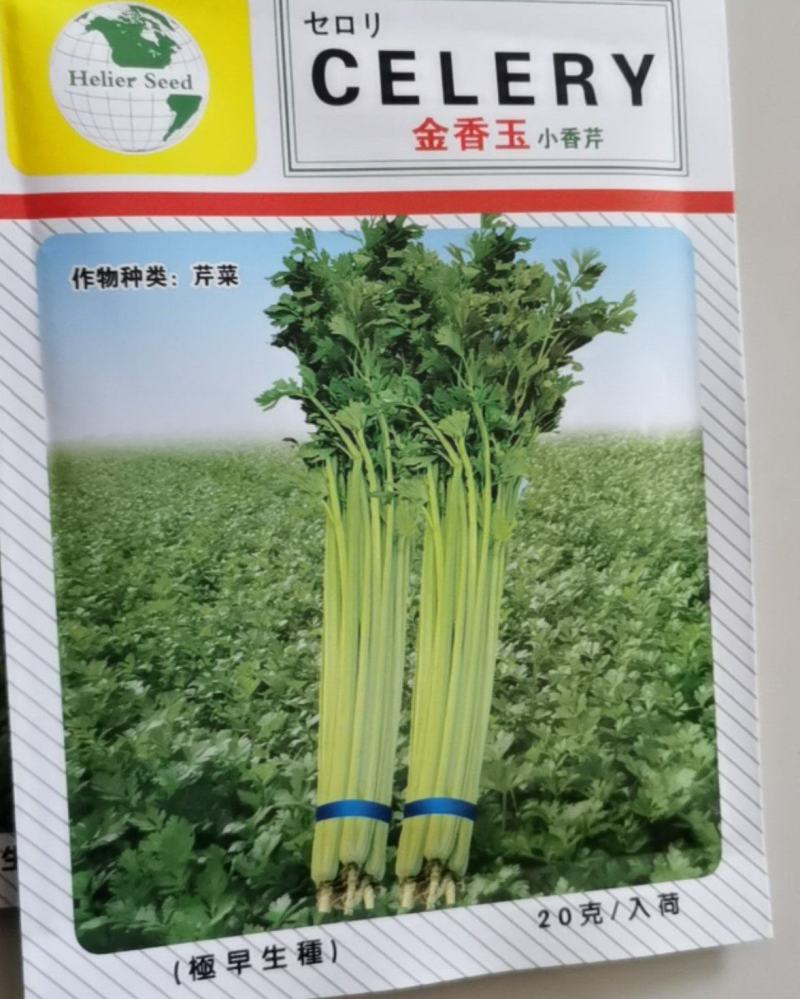 金香玉小芹菜种子芹菜种子夏季耐热黄心宽厚脆绿四季种植