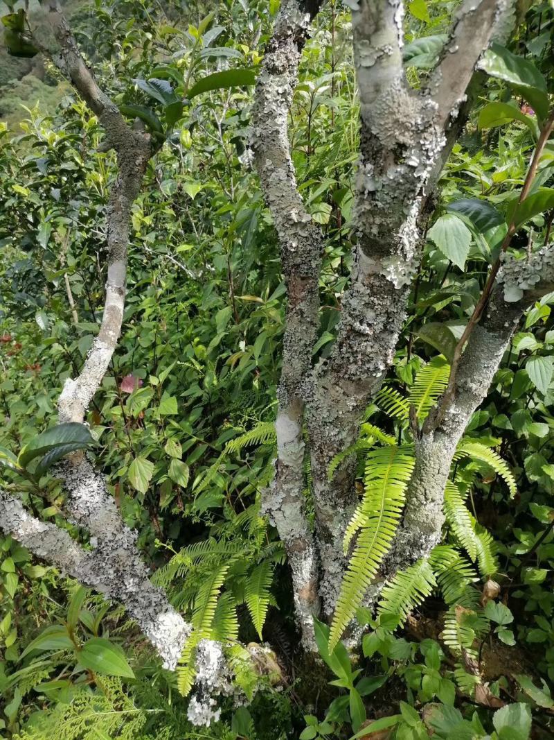 【一件代发】普洱茶，自家茶山上甘醇古树茶，自然留香