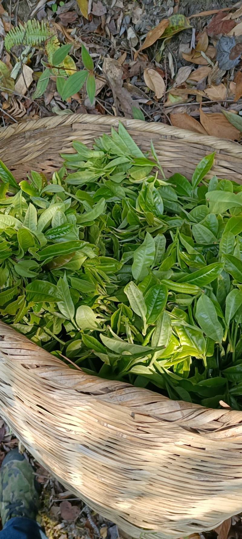 【一件代发】普洱茶，自家茶山上甘醇古树茶，自然留香