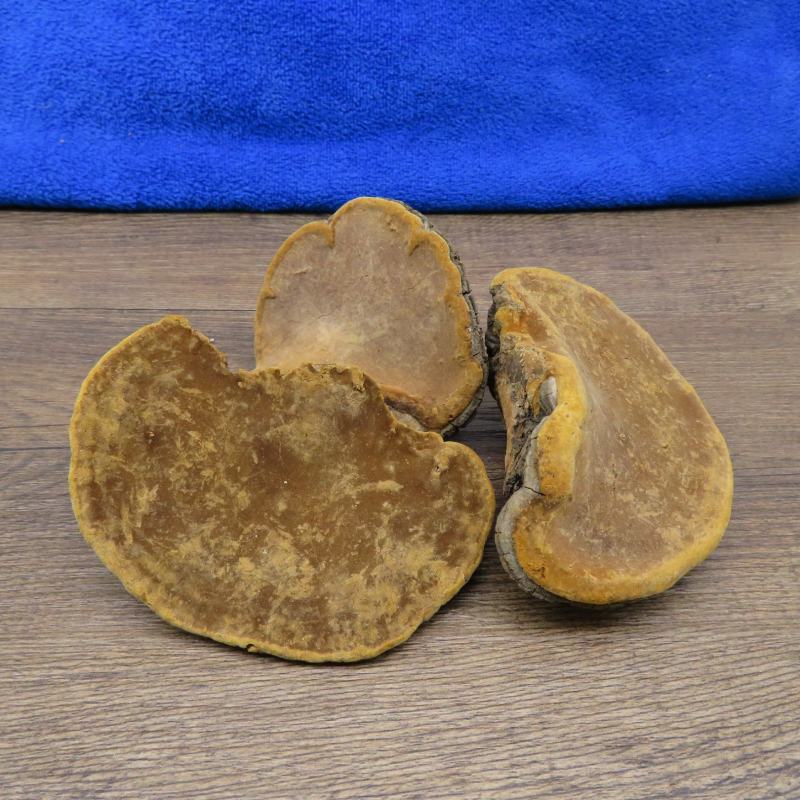 桑黄500包邮桑树桑黄茶孔菌灵芝金边整朵西藏