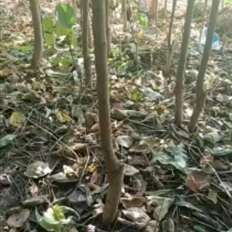 【有好货，货源充足】桃树苗
