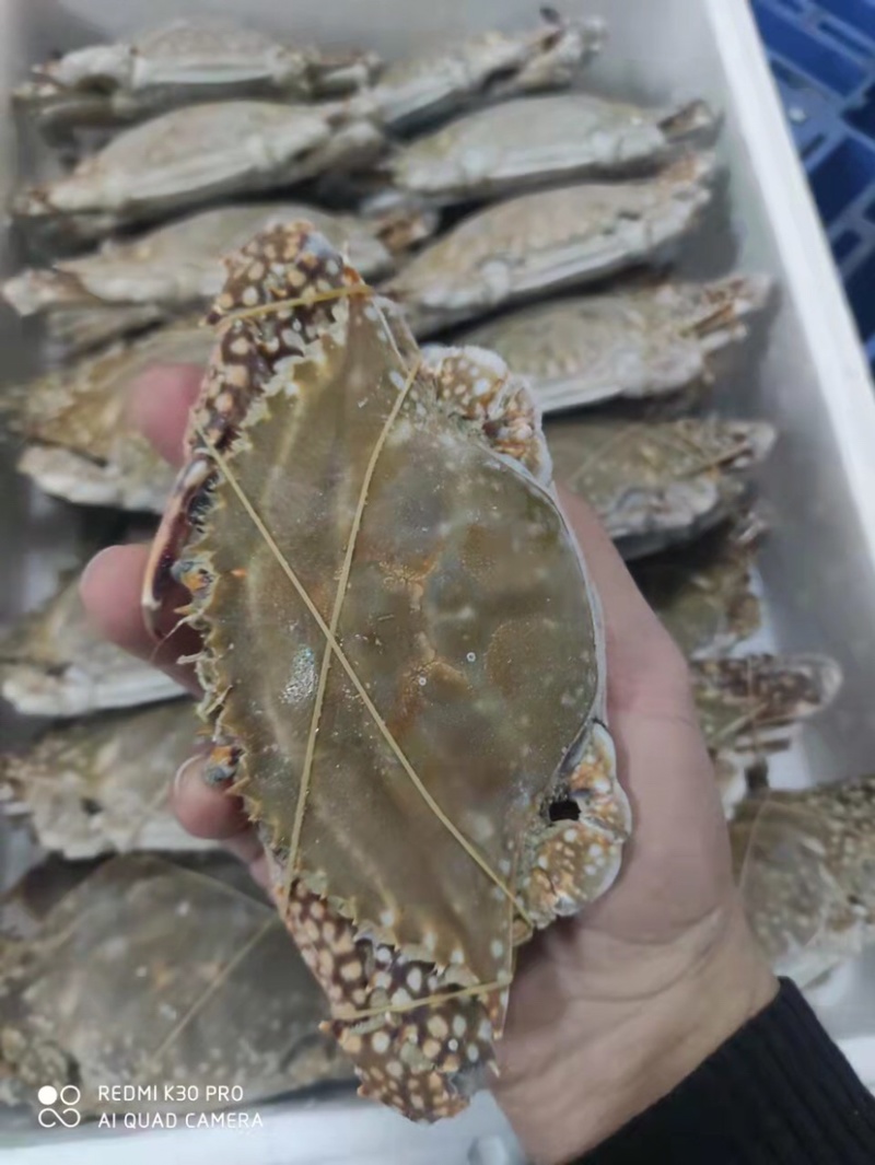 梭子蟹。一级靓货。产地直供。天然无污染绿色食品