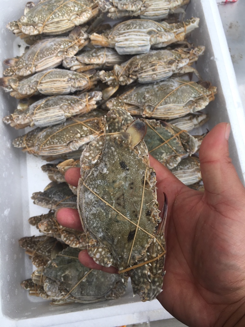 梭子蟹。一级靓货。产地直供。天然无污染绿色食品