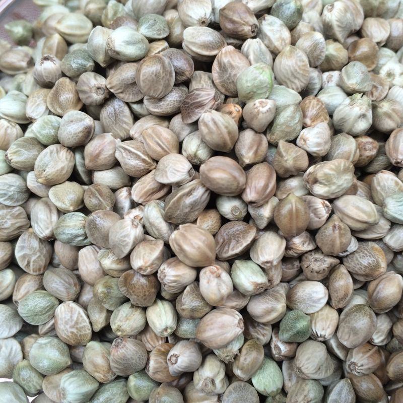 新货麻子现炒大粒香麻子颗粒生熟干炒五香火麻子麻籽整箱包邮