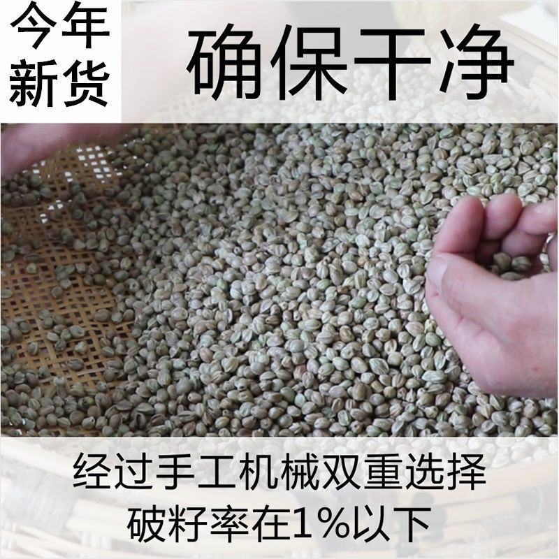 新货麻子现炒大粒香麻子颗粒生熟干炒五香火麻子麻籽整箱包邮