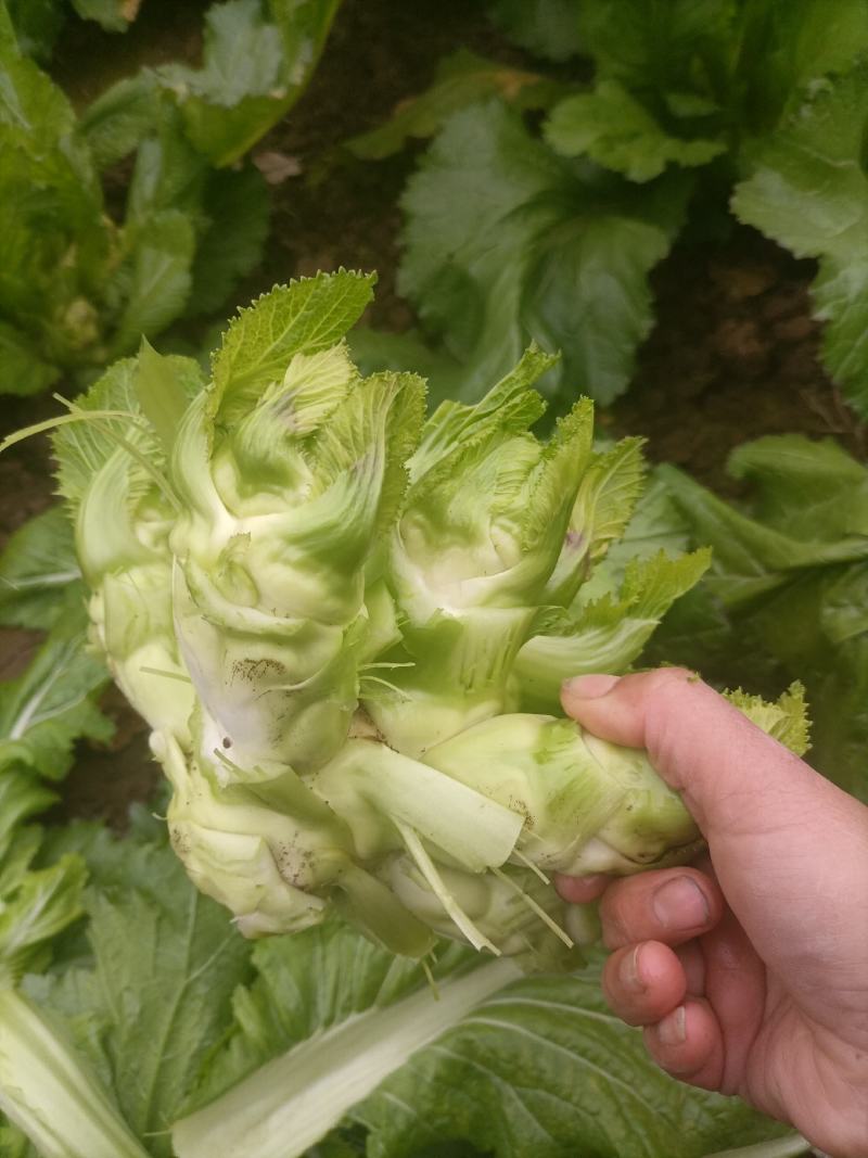 儿菜