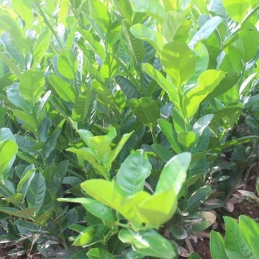佛手苗。佛手为芸香科植物，别名佛手柑，手柑