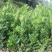 佛手苗。佛手为芸香科植物，别名佛手柑，手柑