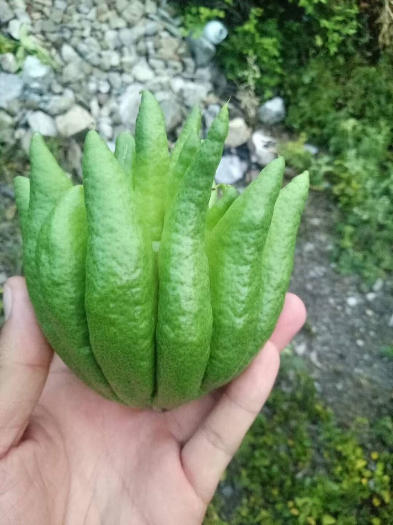 佛手苗。佛手为芸香科植物，别名佛手柑，手柑
