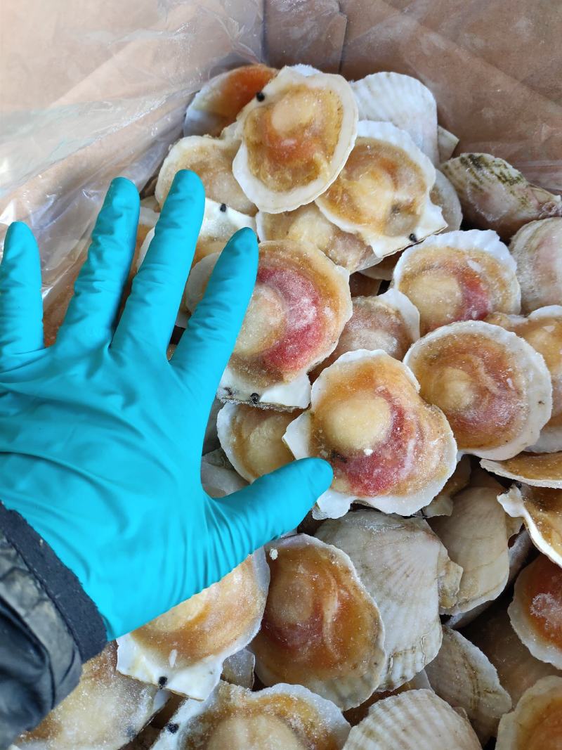 半壳白贝半壳扇贝自助餐专用量大优惠支持线上交易