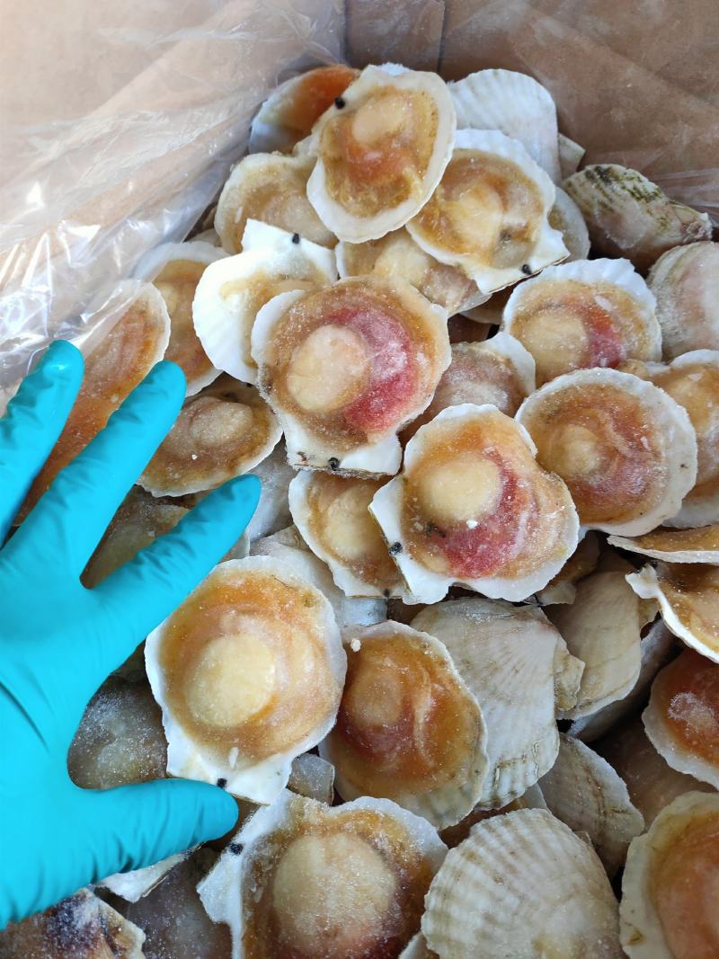 半壳白贝半壳扇贝自助餐专用量大优惠支持线上交易