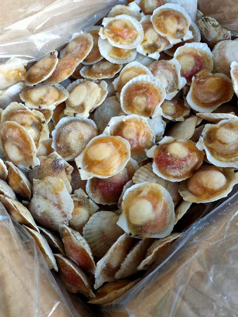 半壳白贝半壳扇贝自助餐专用量大优惠支持线上交易