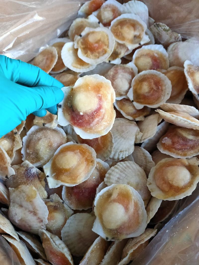 半壳白贝半壳扇贝自助餐专用量大优惠支持线上交易