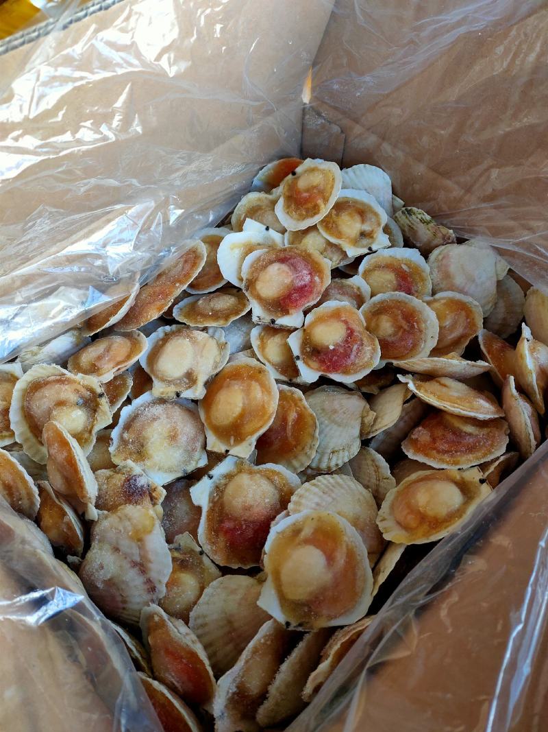 半壳白贝半壳扇贝自助餐专用量大优惠支持线上交易