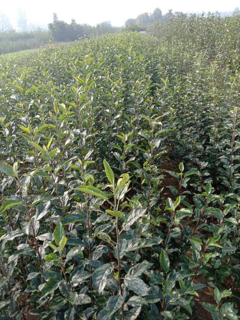 维纳斯黄金苹果苗新品种苹果树苗盆栽地栽南北方种植当年结果