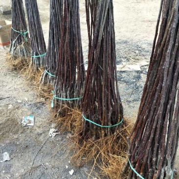 维纳斯黄金苹果苗新品种苹果树苗盆栽地栽南北方种植当年结果