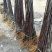 维纳斯黄金苹果苗新品种苹果树苗盆栽地栽南北方种植当年结果