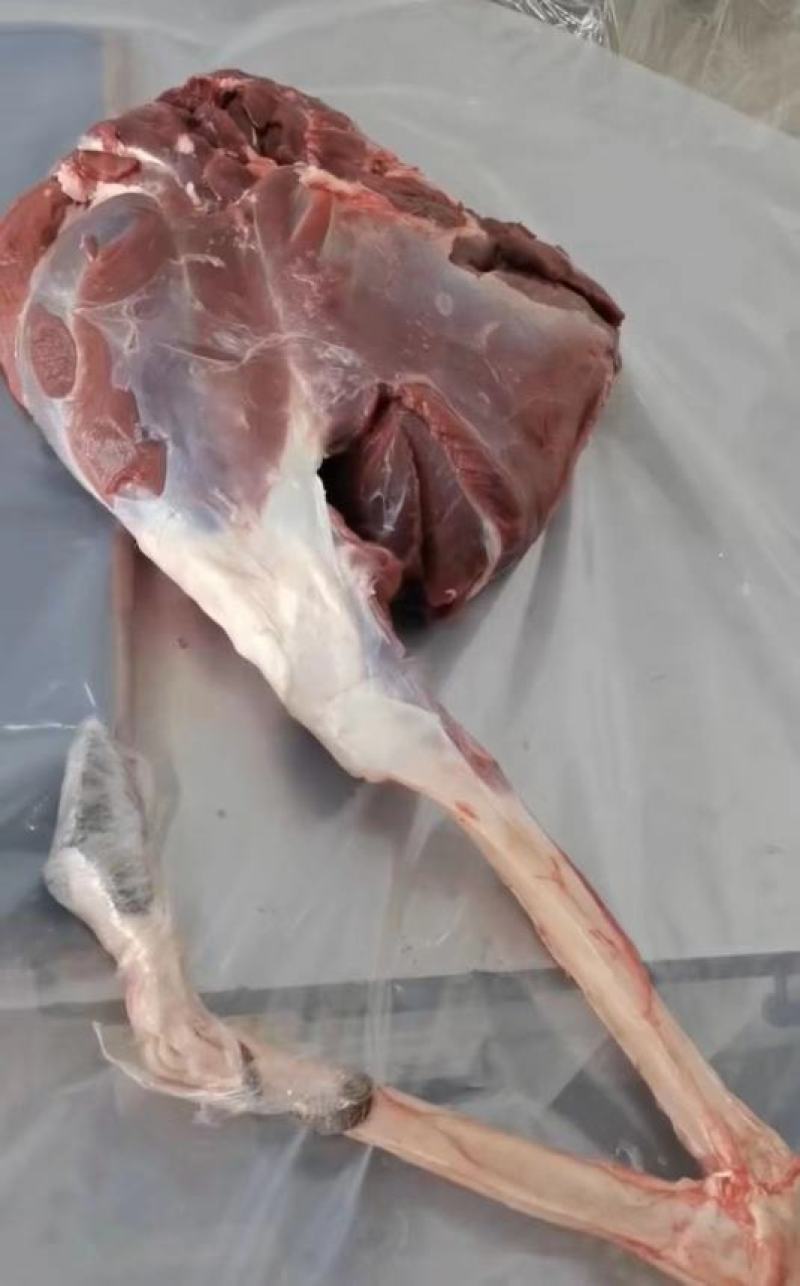梅花鹿鲜鹿肉活鹿现杀温性低脂，吉林双阳鹿场量大从优！