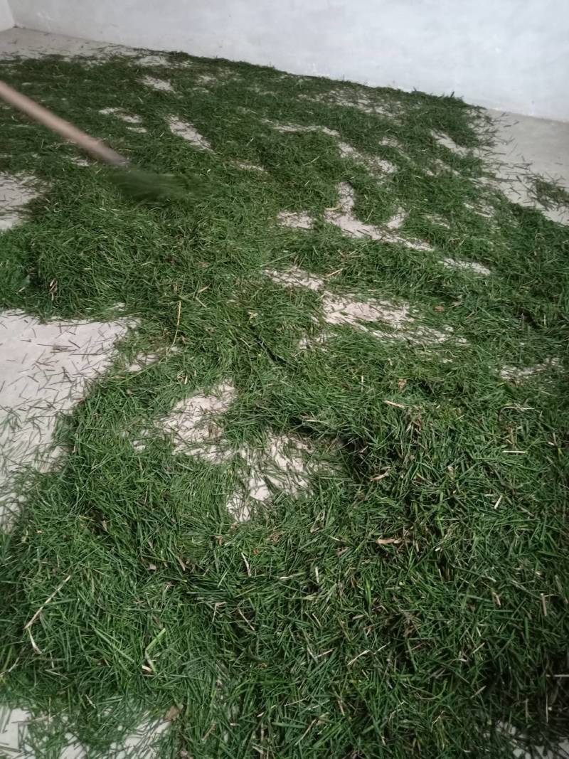贵州遵义木贼笔管草节节草，中药材支持包邮可视频看货