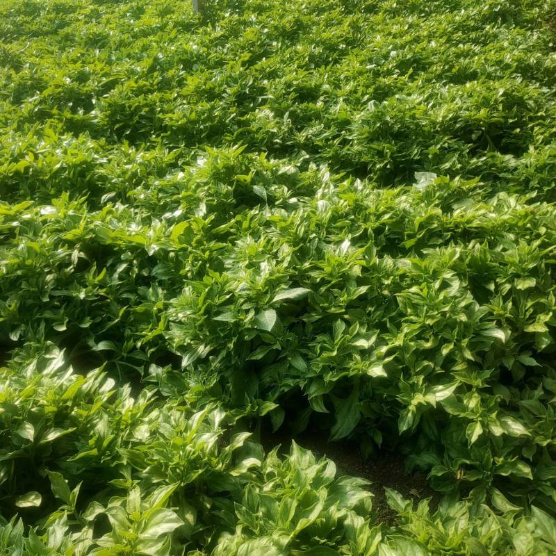 精品冰草大量有货