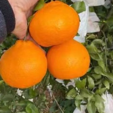 四川耙耙柑大量上市。纯甜口感好。薄皮的。