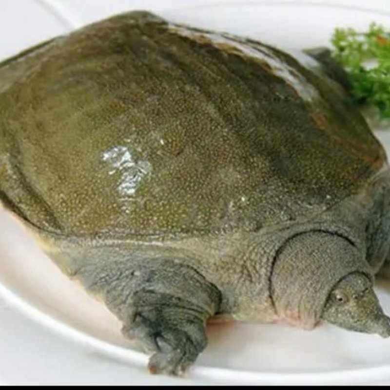 大甲鱼
