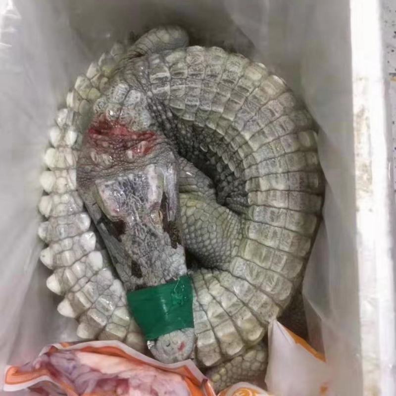 鳄鱼肉。鳄鱼苗