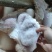 新鲜猪肚，干货1.5斤以上亮货颜色鲜艳，零售酒楼专用