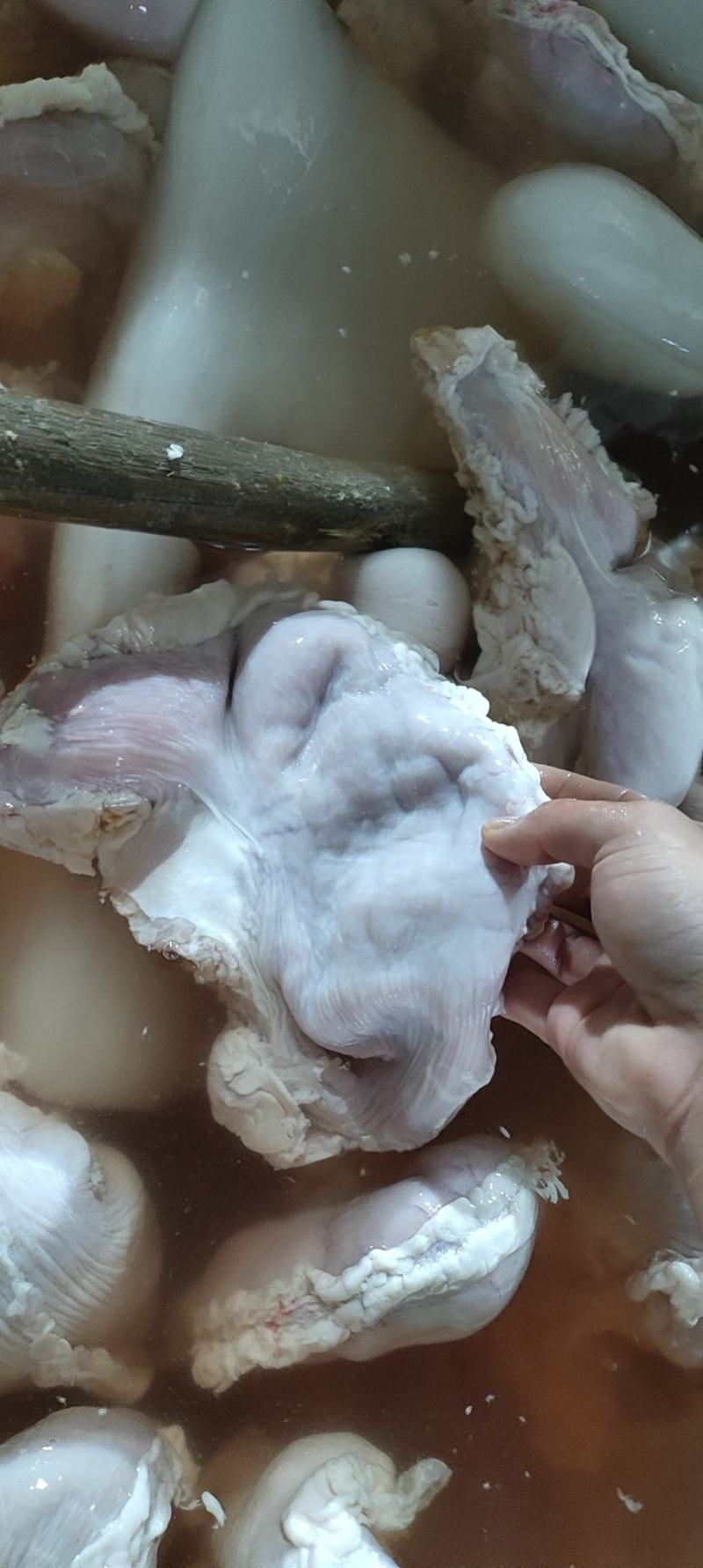新鲜猪肚，干货1.5斤以上亮货颜色鲜艳，零售酒楼专用