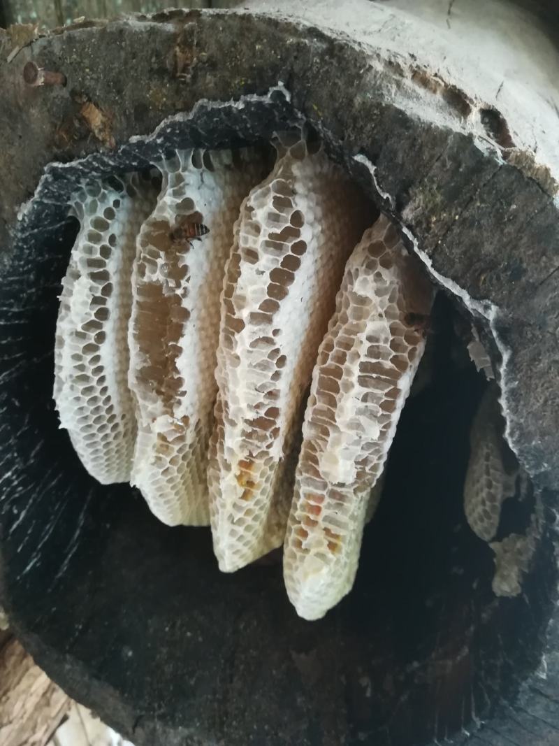 云南西盟高山土蜂蜜