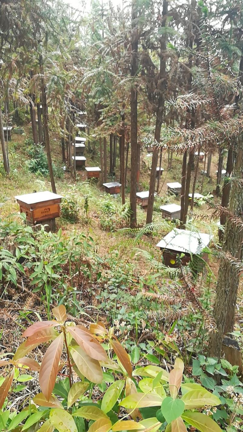 云南西盟高山土蜂蜜