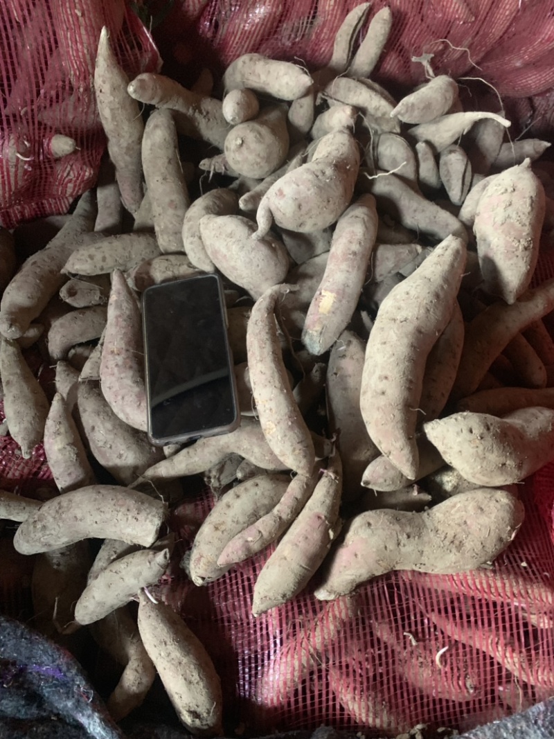 商薯19通货育苗薯安徽货大量出售